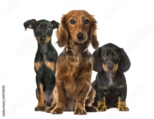 Three dogs sitting, isolated on white © Eric Isselée