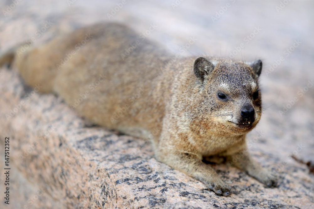 góralka przylądkowa (Procavia capensis) w parku narodowym Augrabies góralka przylądkowa (Procavia capensis) w parku narodowym Augrabies