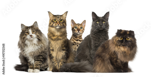 Group of cats sitting, isolated on white