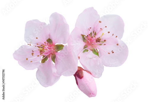 Pink cherry blossom isolated on white background