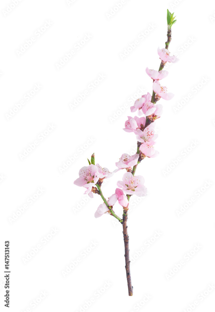 Pink cherry blossom twig isolated on white background Pink cherry blossom twig isolated on white background