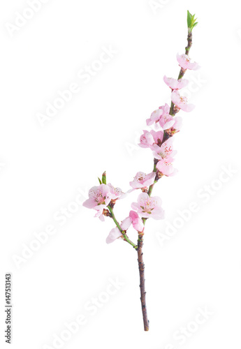 Pink cherry blossom twig isolated on white background