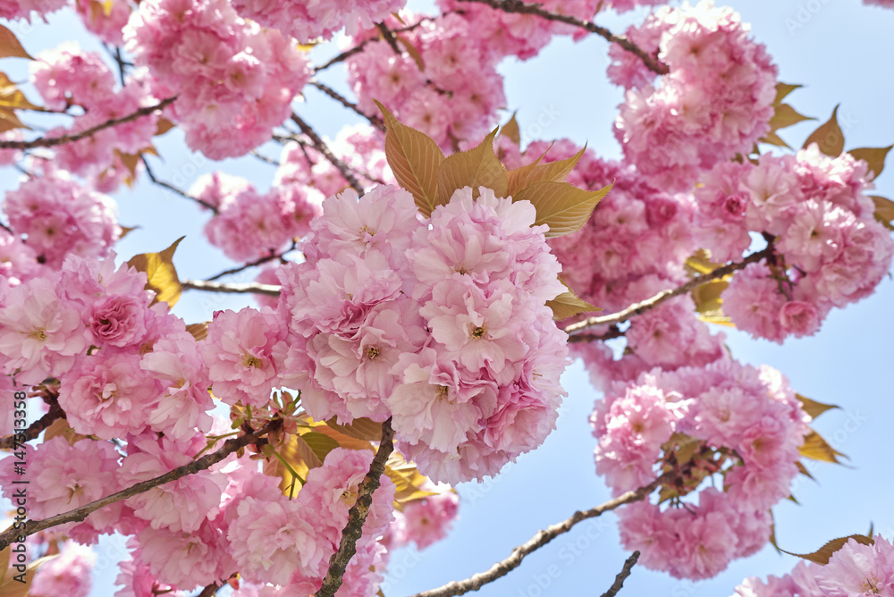 Obraz premium Prunus serrulata