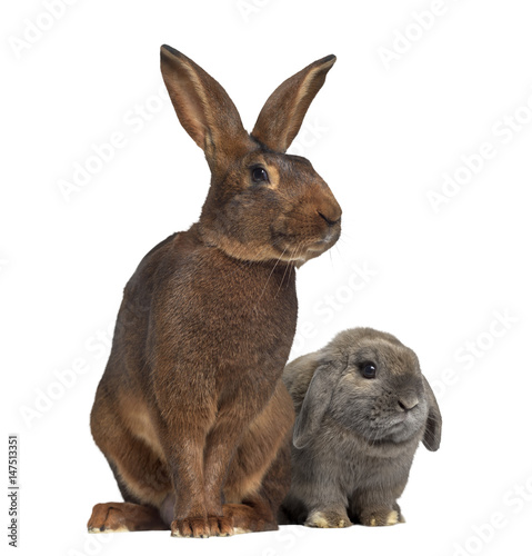 Holland Lop rabbit and Belgian Hare isolated on white