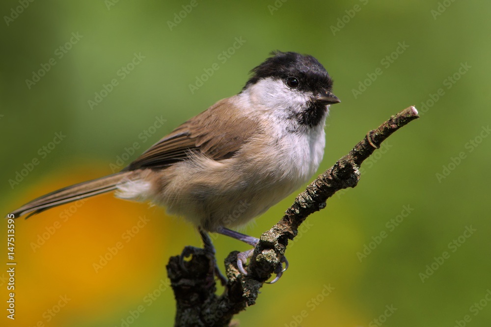 Naklejka premium Sumpfmeise