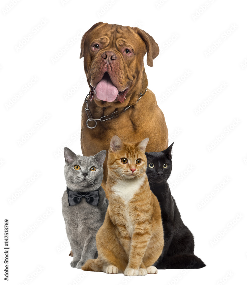 Cats and dogue de Bordeauw sitting, isolated on white