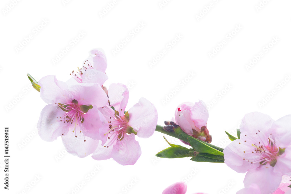 Pink cherry blossom twig close up isolated on white background Pink cherry blossom twig close up isolated on white background