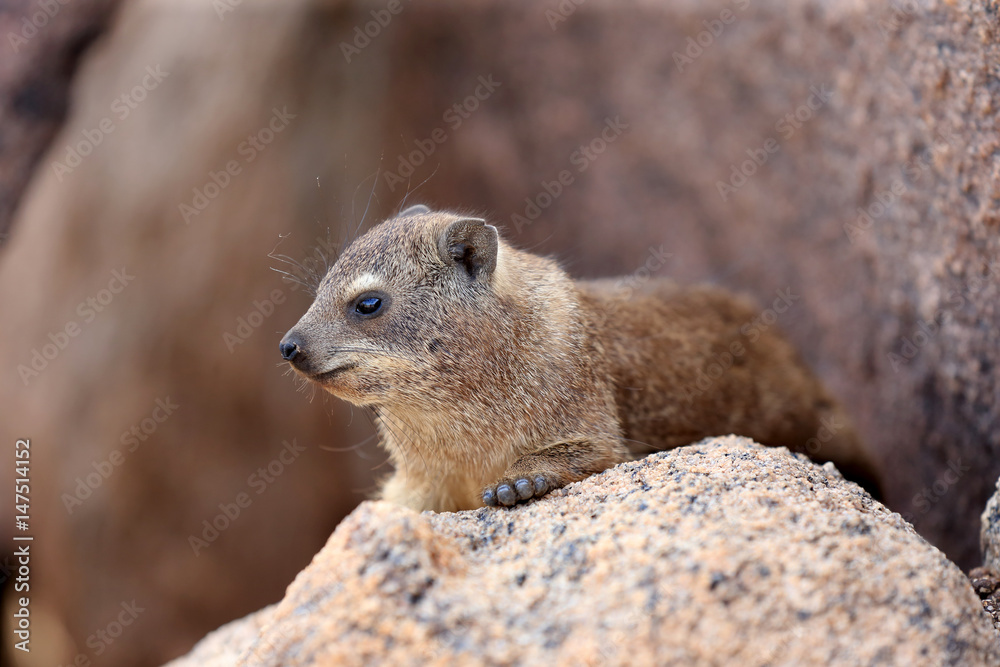góralka przylądkowa (Procavia capensis) w parku narodowym Augrabies góralka przylądkowa (Procavia capensis) w parku narodowym Augrabies