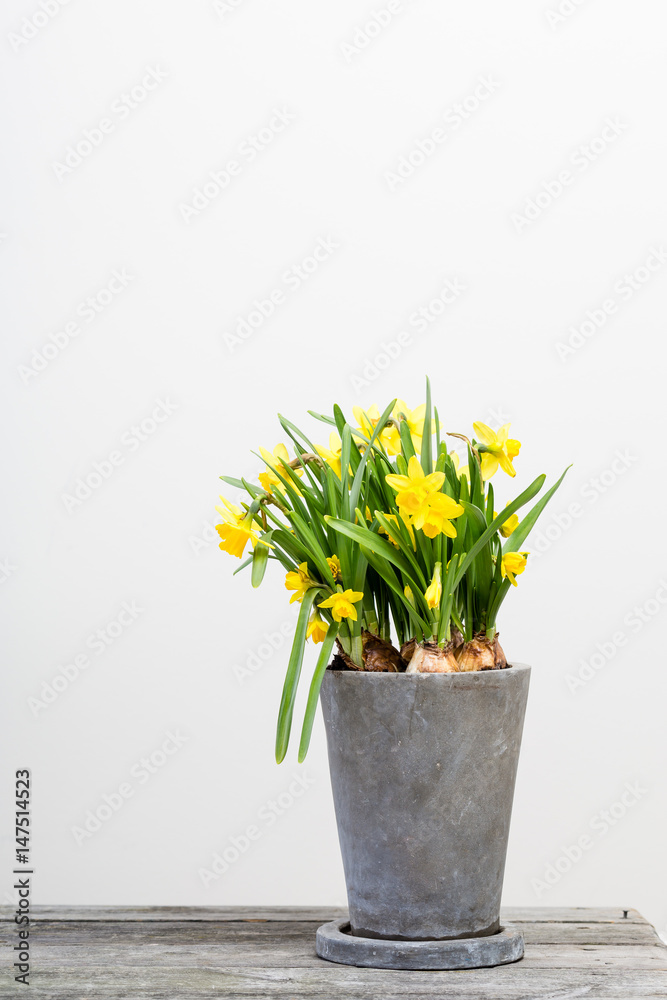 gula Narcissus i kruka inomhus