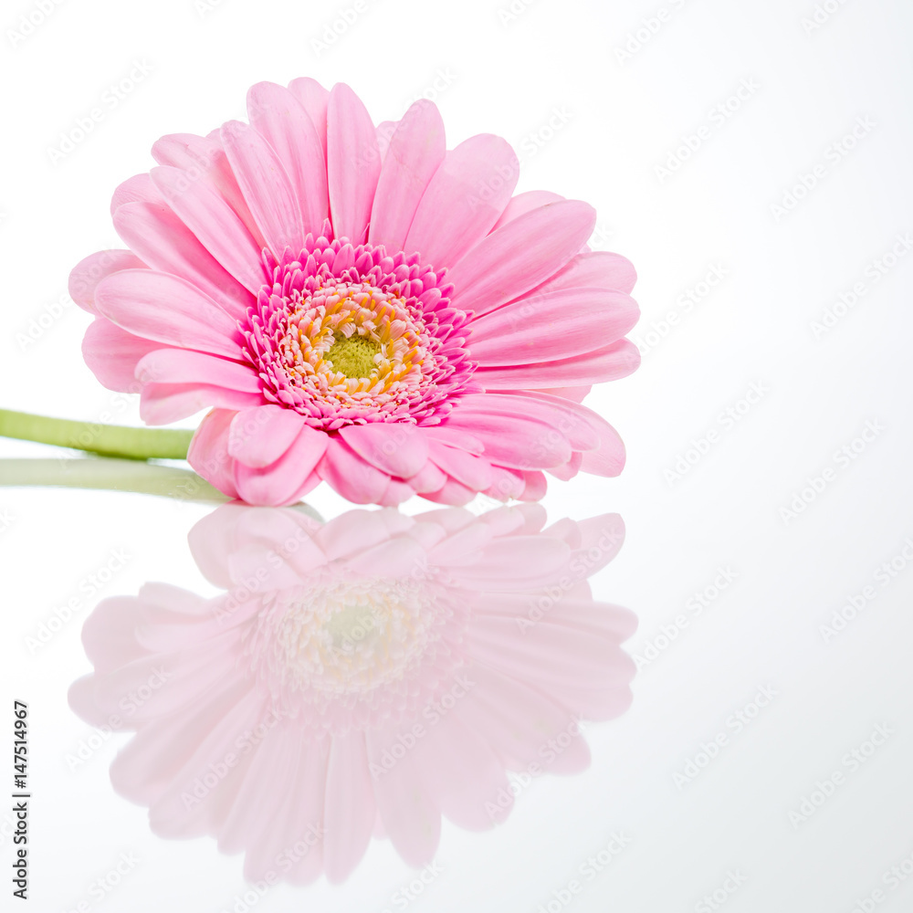 en rosa gerbera på högglansigt bord speglar sig, isolerat mot vit bakgrund