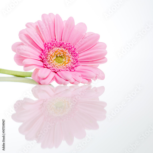 en rosa gerbera på högglansigt bord speglar sig, isolerat mot vit bakgrund © annaia