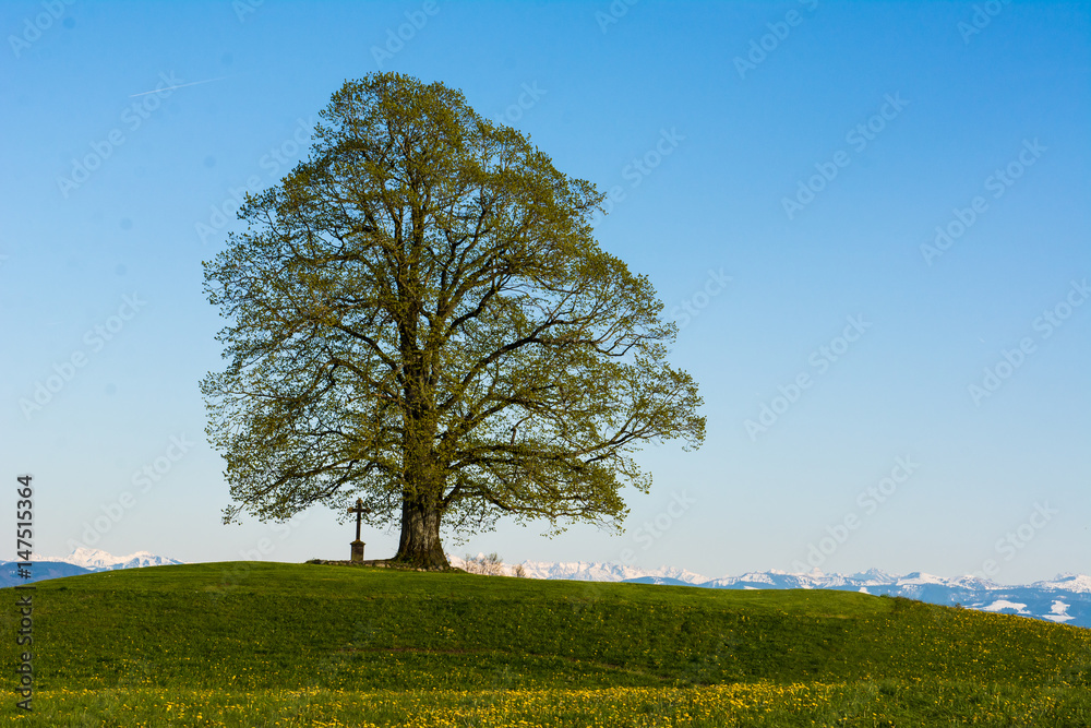 Obraz premium Einzelner Baum mit Kreuz im Frühling