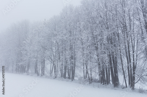 Trees under snow at the winter time