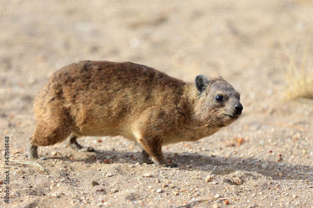 Naklejka premium Góralek przylądkowy ( Procavia capensis )