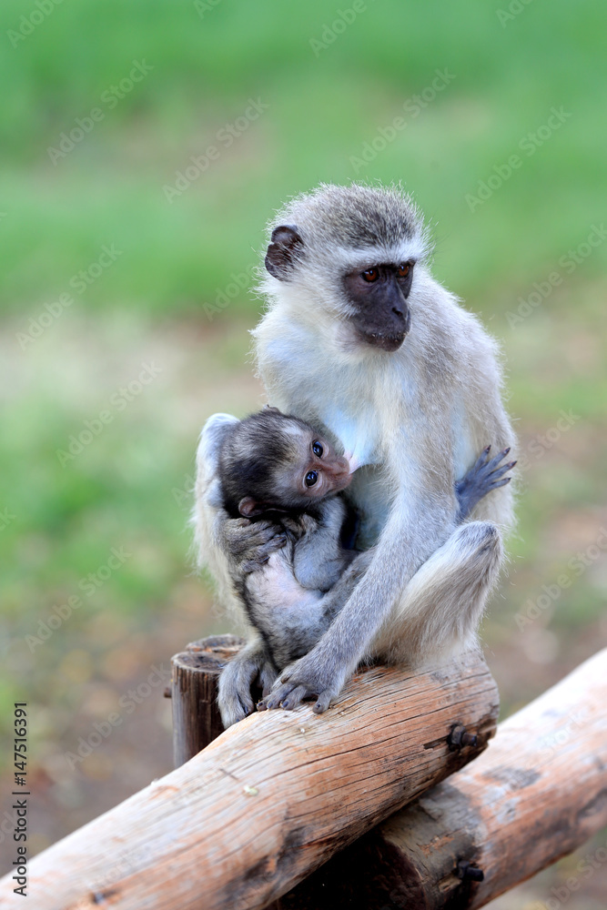 Naklejka premium kotawiec sawannowy ( Chlorocebus pygerythrus )