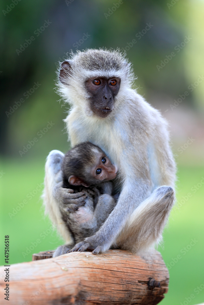 koczkodan (Vervet Monkey, Chlorocebus pygerythrus) w parku narodowym Augrabies - obrazy, fototapety, plakaty 