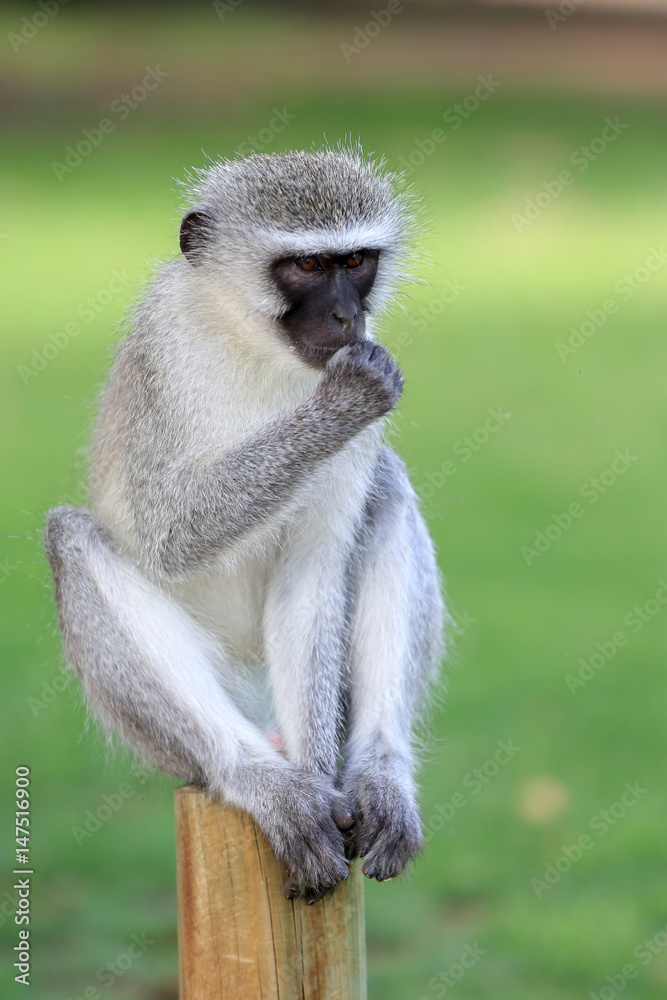 koczkodan (Vervet Monkey, Chlorocebus pygerythrus) w parku narodowym Augrabies koczkodan (Vervet Monkey, Chlorocebus pygerythrus) w parku narodowym Augrabies