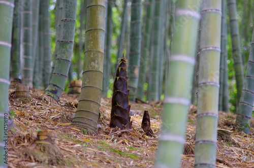 竹林に生えるタケノコ