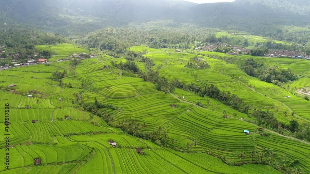 Aerial video in an amazing landscape rice field on Bali, Indonesia, with drone, above rice terraces in a beautiful day  rice field on Bali, Indonesia. Aerial footage of a rice field on Bali, Indonesia