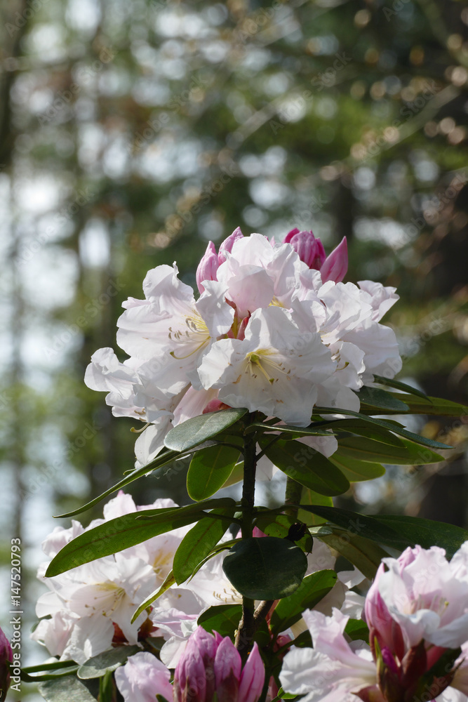 Obraz premium Kwiat rododendronów