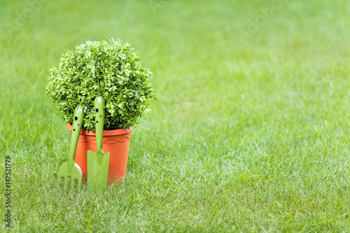 Billede på lærred gardening tools and tree in a pot on a grass in the garden with empty copy space for your text