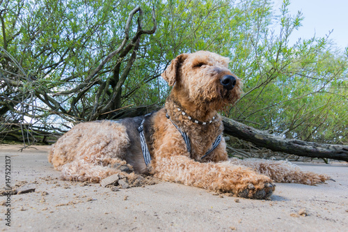 old Airedale Terrier realaxing in the Shadow on a Beach