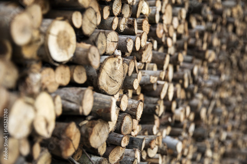 Pile of tree logs