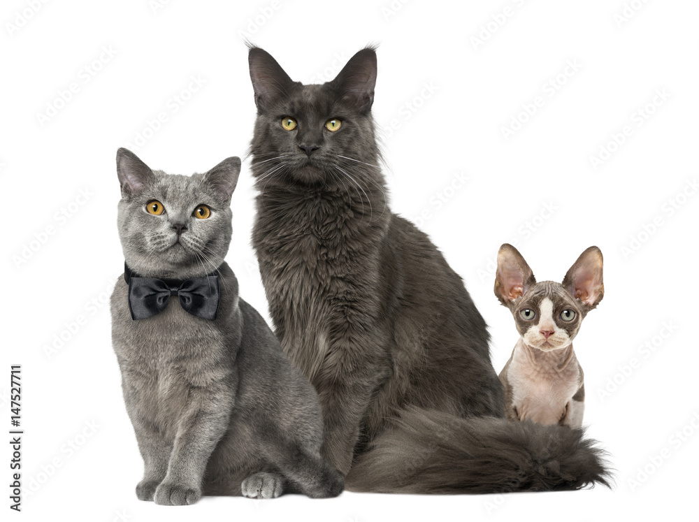 Maine Coon, sphynx and British Shorthair, isolated on white Stock Photo |  Adobe Stock