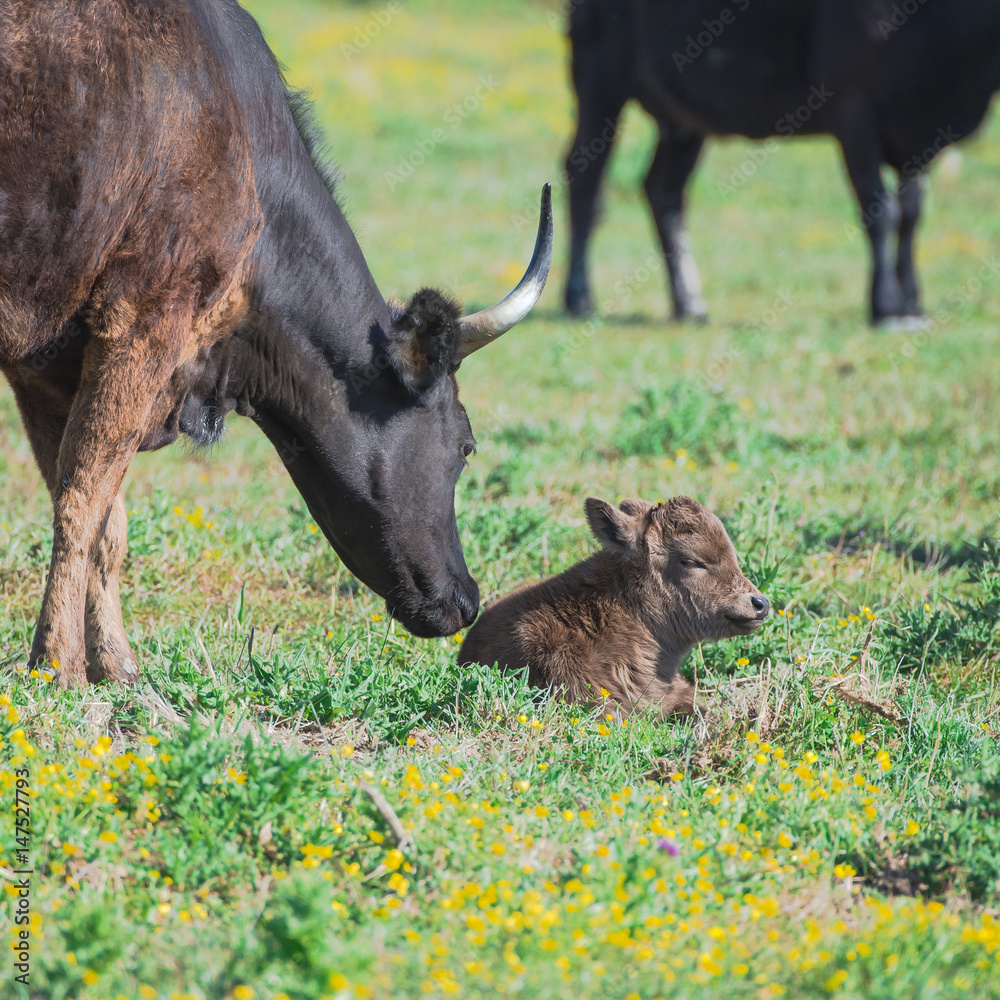Calf and bull in a field in Camargue, wild bulls