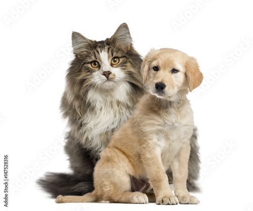 Dog and cat sitting, isolated on white © Eric Isselée