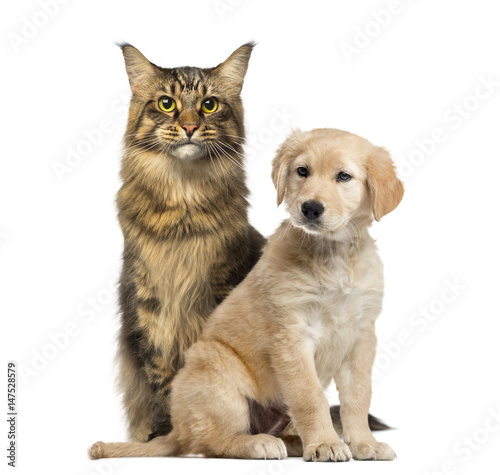 Dog and cat sitting, isolated on white © Eric Isselée