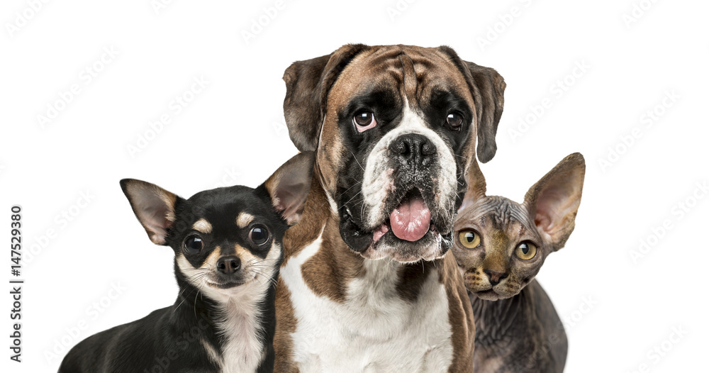 Obraz premium Close-up of chihuahua, boxer and sphynx, isolated on white