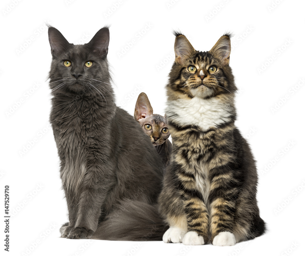 Fototapeta premium Cats sitting, isolated on white