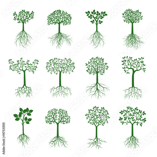 Silhoutte of trees on a white background. Vector Illustration.