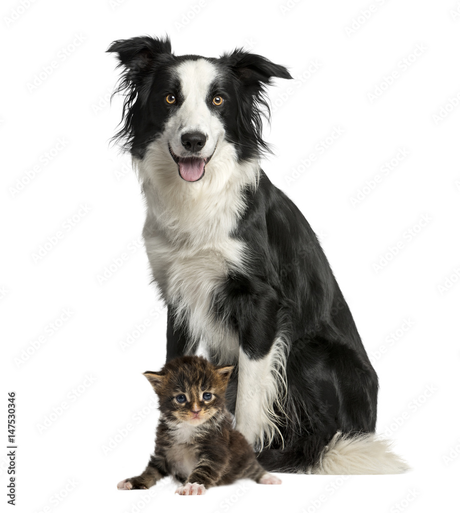 Dog and cat sitting, isolated on white