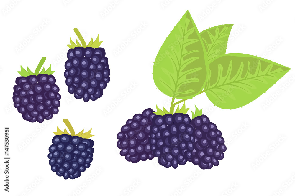 the black raspberry. white background cut vegetables. vector illustration of high quality. the black raspberry. white background cut vegetables. vector illustration of high quality.