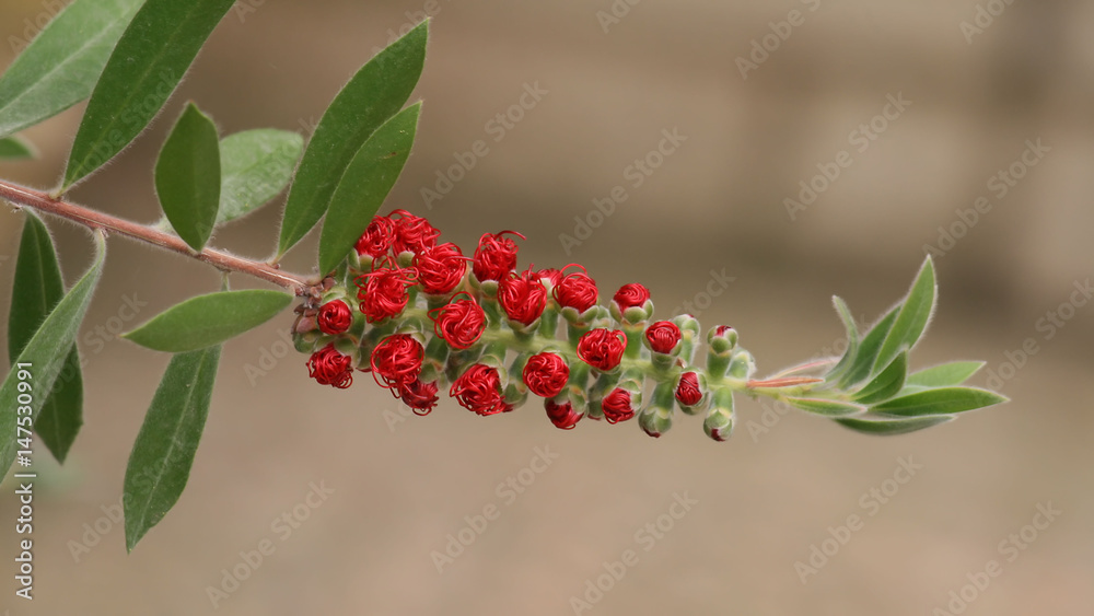 Obraz premium Common Red