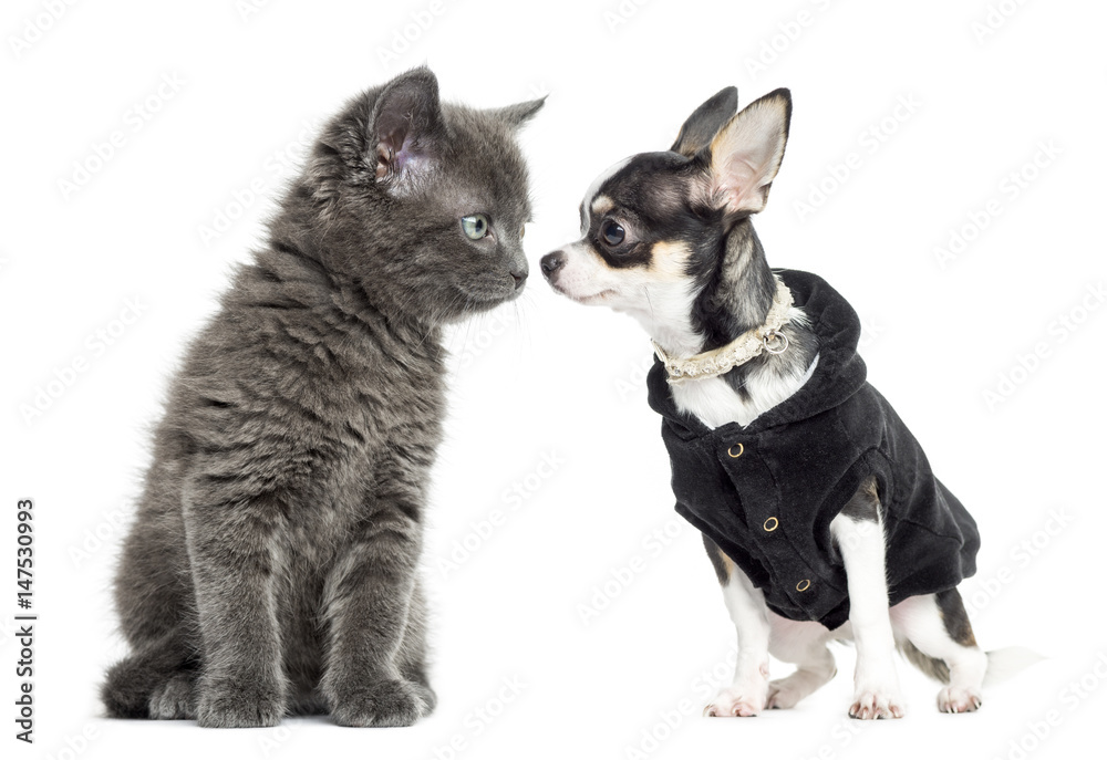 Cat and chihuahua dressed looking at each other, isolated on whi