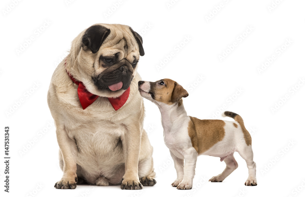 Pug with bow tie looking at a dachshund, isolated on white