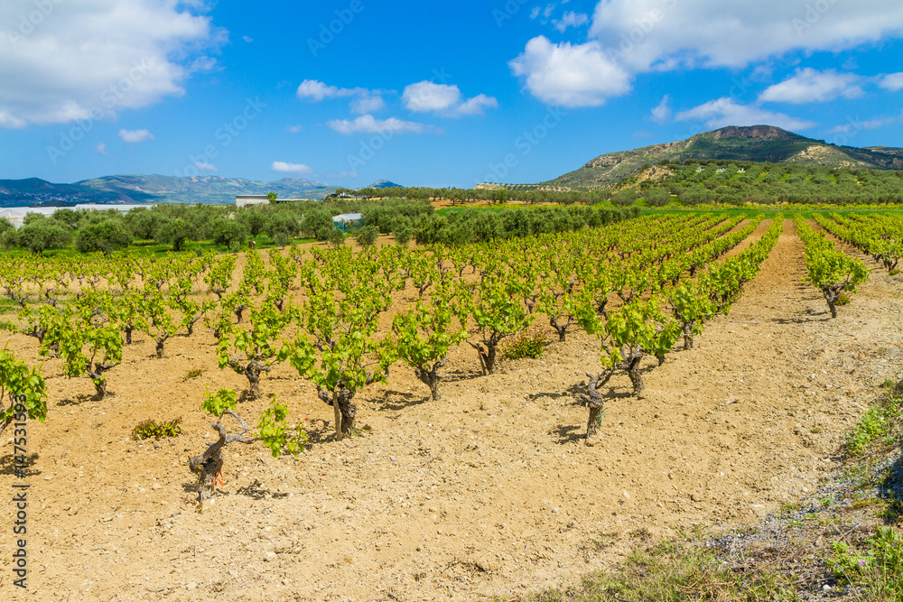 Grapevines in spring time, hill, olive trees and blue sky in background