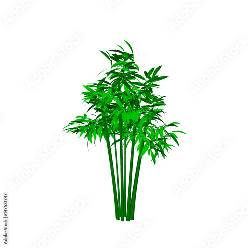 Bamboo tree. Isolated on white background. 3d Vector illustration.