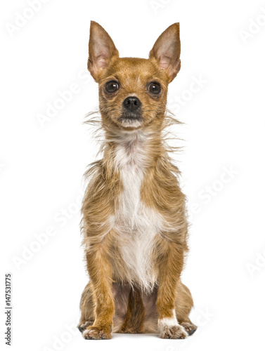 Mixed breeded dog sitting, isolated on white