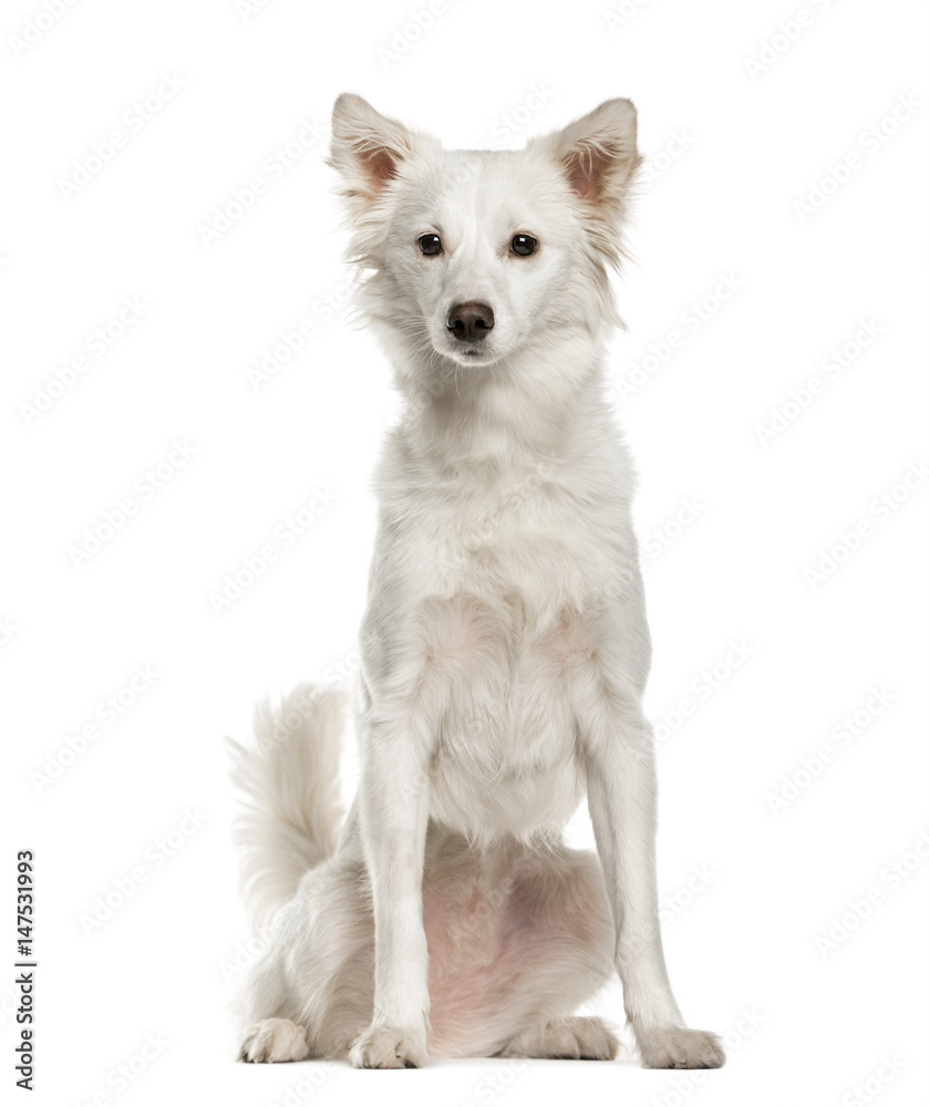 White mixed breeded dog sitting, isolated on white