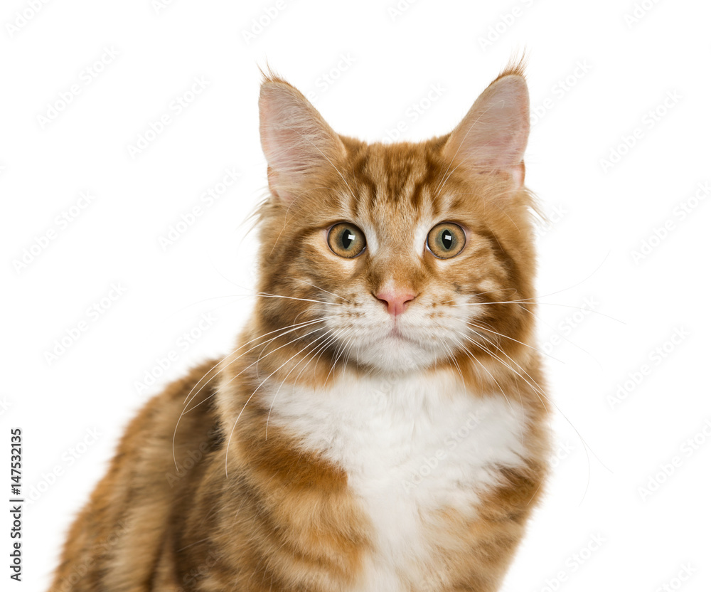 Close-up of a Maine Coon looking at camera, isolated on white