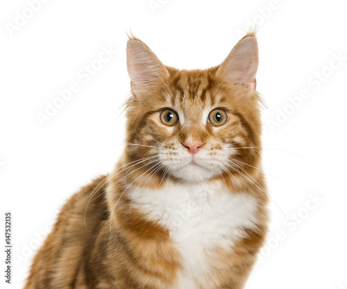 Close-up of a Maine Coon looking at camera  isolated on white