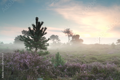 misty sunrise and flowering heather