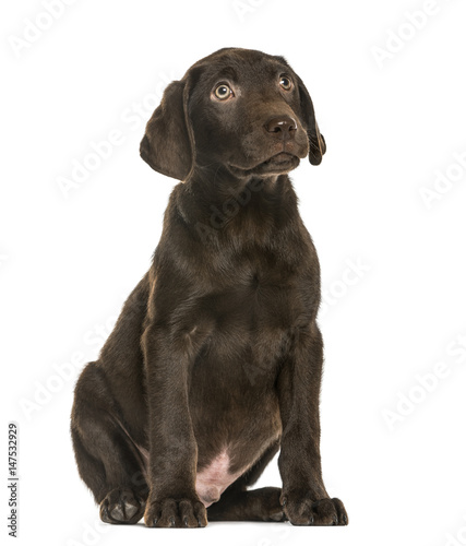 Labrador Retriever puppy looking up, 3 months old, isolated on white