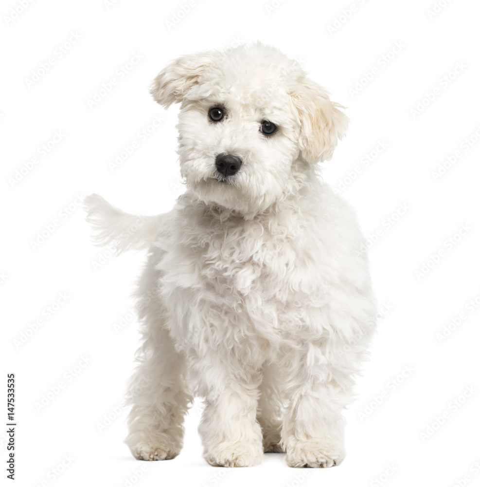 Maltese puppy standing, 6 months old, isolated on white