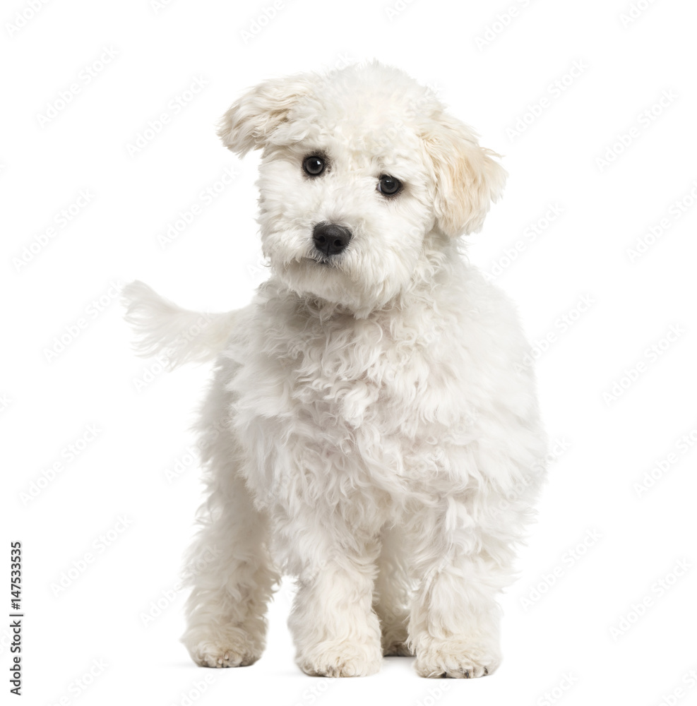 Maltese puppy standing, 6 months old, isolated on white Maltese puppy standing, 6 months old, isolated on white