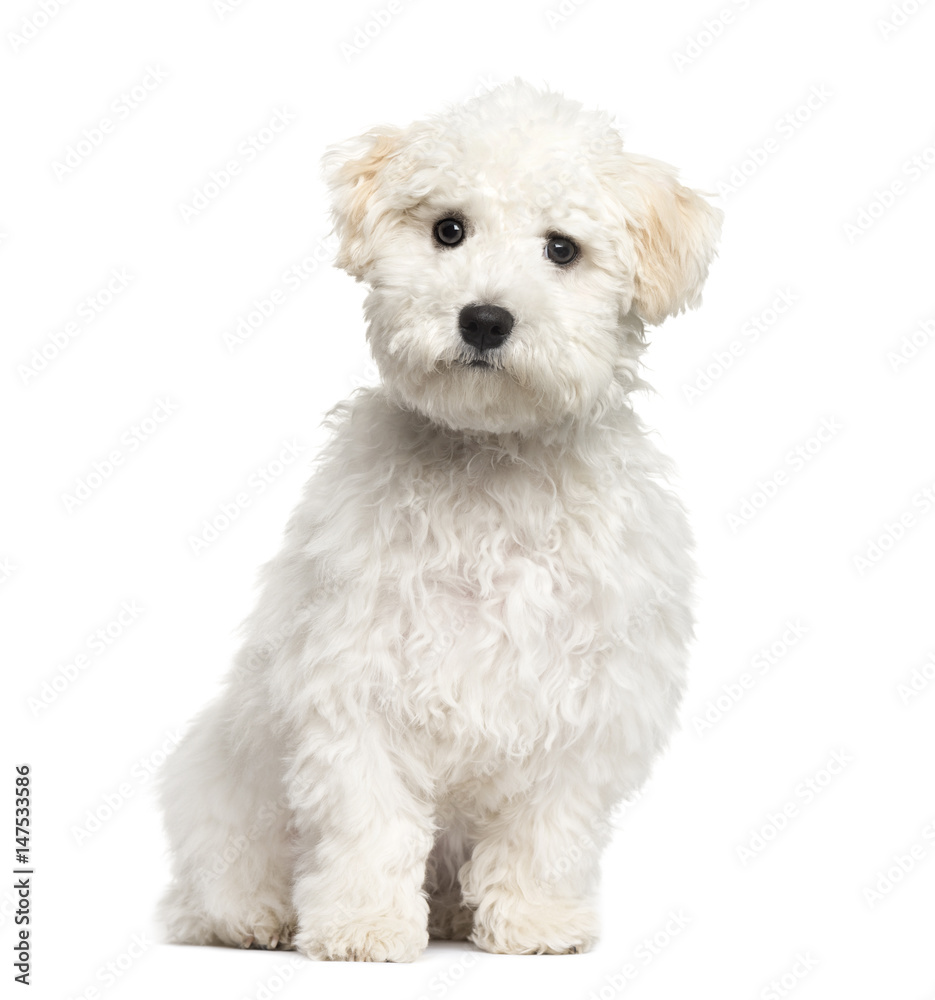 Maltese puppy sitting, 6 months old, isolated on white